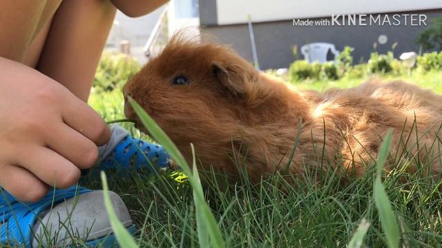 Морская свинка Тимофей смотреть онлайн