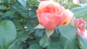 Цветут розы.Пурпл сплеш,штамбы,Геркулес.Сад в начале июля.