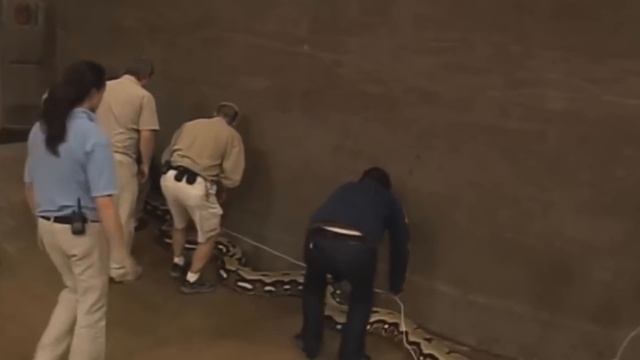 7 САМЫХ БОЛЬШИХ ЗМЕЙ, СНЯТЫХ НА КАМЕРУ смотреть онлайн