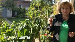 Бругмансия - Главные осенние правила для хорошей зимовки !