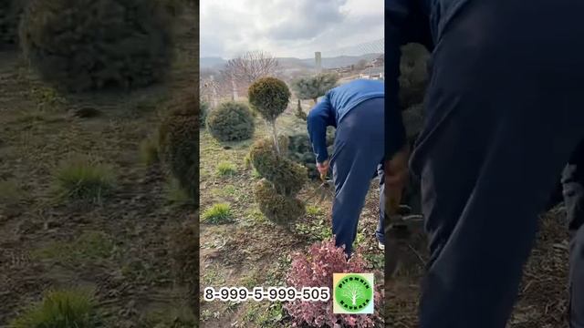 Топиарная стрижка туя смарагд. Это 2 стрижка, низ мы сделали в виде спирали, вверх виде шара