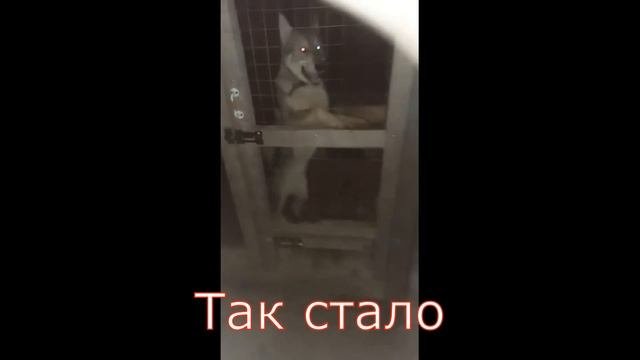 Воспитание щенка, отзыв заводчика, щенок не подходит к хозяину...