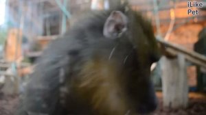 Мандрил Размножение на ilikepet