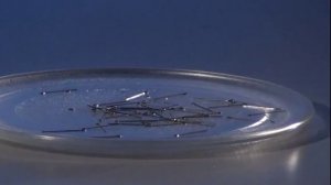 НЕВЕРОЯТНЫЕ ОПЫТЫ С МИКРОВОЛНОВОЙ ПЕЧЬЮ!