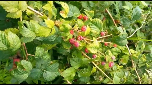 Через неделю приехала на дачу, а тааам!! смотреть онлайн