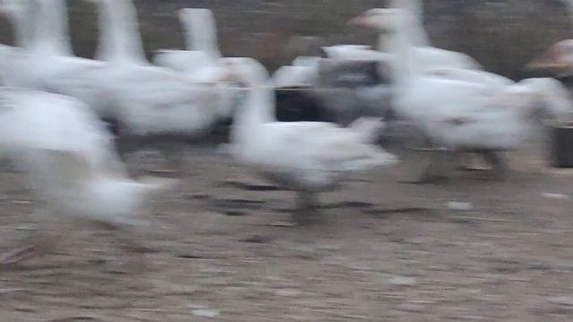 Племенное стадо гусей. Ульяновская область,Кузоватовский район,посёлок Первомайский. 89170568470 смотреть онлайн