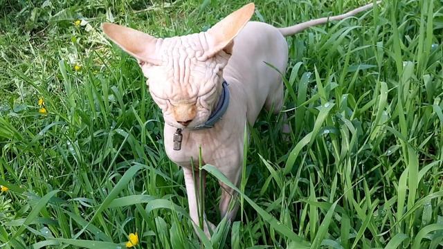 Розовая пантера на выпасе. :) смотреть онлайн