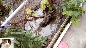 Как разводить куриный помет