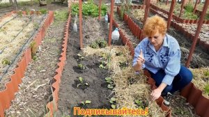 Красивый малоуходный огород.Делаем правильные грядки.Наслаждаемся плодами своего труда.Своими рукам