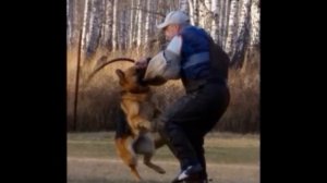 Олег Кононов. Дрессировка собак, Москва и область.