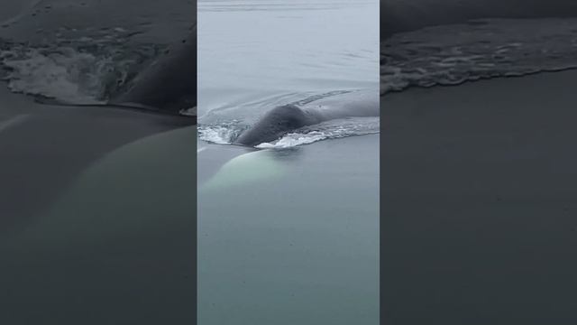 Где в России увидеть Гренландского кита/Bowhead whale breath