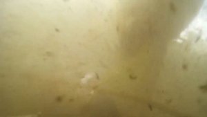 Подводная охота р.Нара!