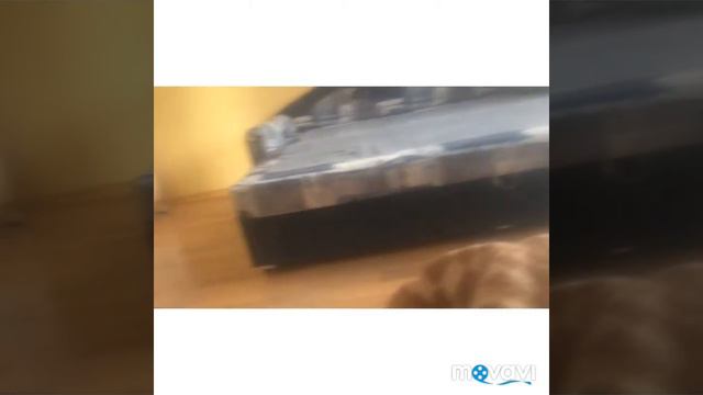 Короче говоря я царь морей