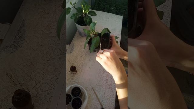 Джинура укоренение