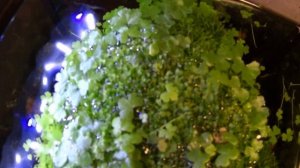 Риччия и гидрокотила трипартита в аквариуме