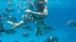 Снорклинг / Красное море / отель «Reef Oasis Beach Resort and Spa” и «Sentido” Шарм-эль-Шейх