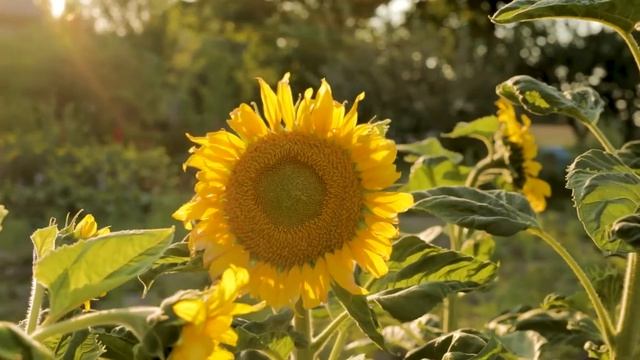 «Душа должна быть как в притче пастушка, которая влюблена в пастуха» Порфирий Кавсокаливит смотреть онлайн