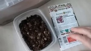 Будни цветовода: Лунария - посев на рассаду!