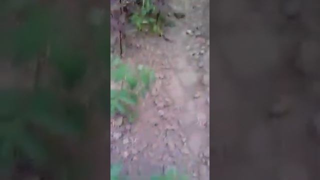 ТОМАТЫ, ОГУРЦЫ, УКРОП, ЧЕСНОК НА МОИХ ГРЯДКАХ!