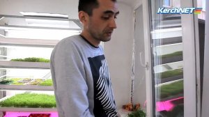 Необычное производство: керчанин выращивает микрозелень