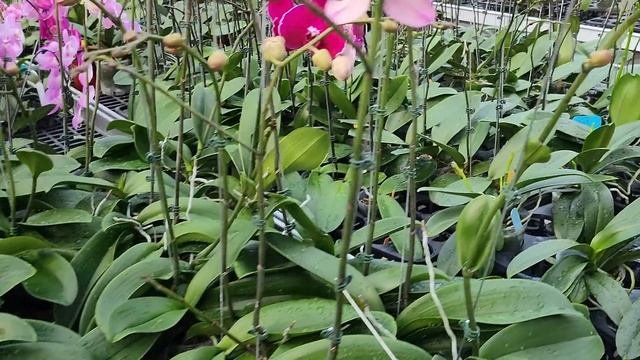 ОрхоРай в гостях OX Orchids.