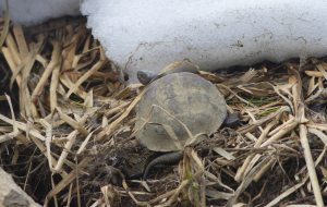 Черепаха среди снежных сугробов/A turtle among snowdrifts.