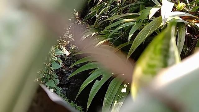 PUBLIC AGENT IN JAVA - WARUNG AYU смотреть онлайн