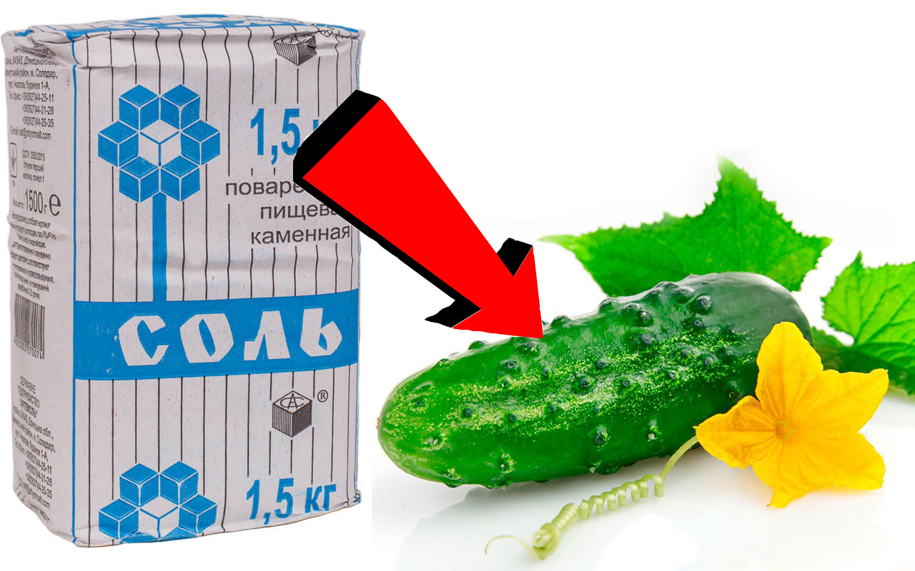 Быстро спас огурцы от пожелтения! Вот простое средство которое помогает сразу и увеличит урожай!. смотреть онлайн