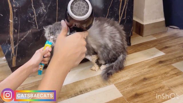 Grooming✂️& treatment of my cat 🐈⬛ |How to cure fungal in 3 steps |before nd after | #cats #pets смотреть онлайн