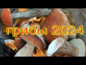 грибы 2024