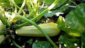 Снимаем урожай кабачка белый медведь и цуккини Деликатес