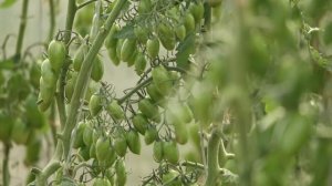 УНИКАЛЬНЫЙ ГИБРИД! ЛУЧШАЯ НОВИНКА ТОМАТА В РОССИИ 2017 - КОТЯ F1!!!