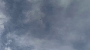 голуби, бакинские мраморные шейки,, Дагестан,,