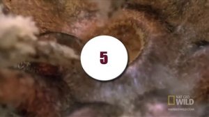 Удивительное существо с морского дна. ТОП 10 фактов про МОРСКОЙ ОГУРЕЦ.