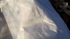 Подготовка молодого винограда к зиме. Южный Урал