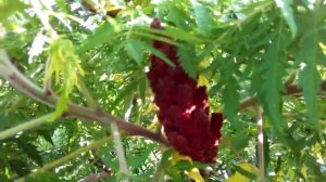 Сумах оленерогий (ОТЛИЧНЫЙ МЕДОНОС) Сумах пушистый, Уксусное дерево