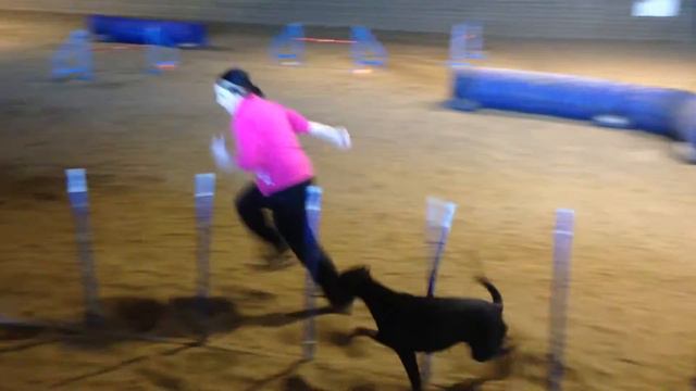 Schatzi the doberman agility lessons with Anja Mcneill смотреть онлайн