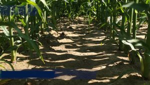 ? Полем кукурузу гербицидом Аденго - от посева до 5 листьев!