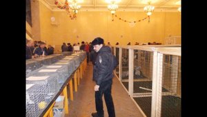 Голуби Ульяновска и Ульяновской области