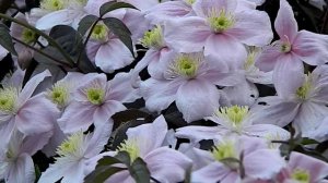 Clematis montana Rubens