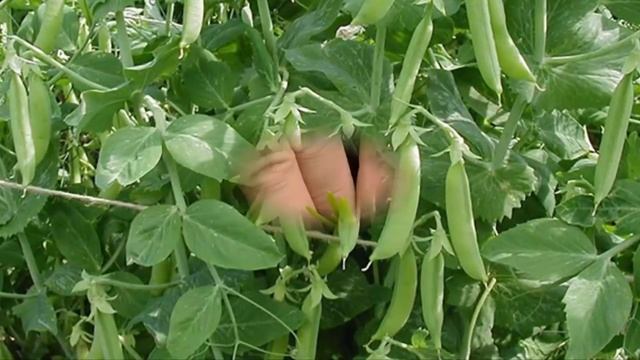 Гениальные хитрости и полезные советы от опытных огородников для получения небывалого урожая смотреть онлайн