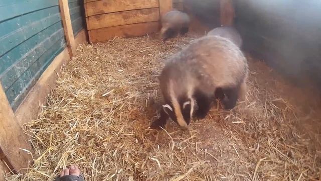 Барсуки смотреть онлайн