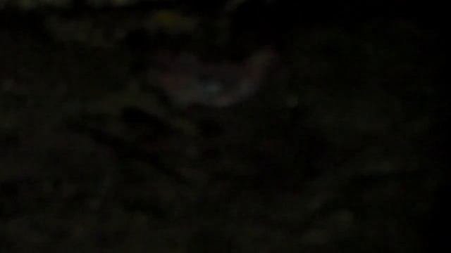 Опорос свиноматки породы пьетрен+ландрас 28.02.19.10 новорождённых поросят 7 живых.