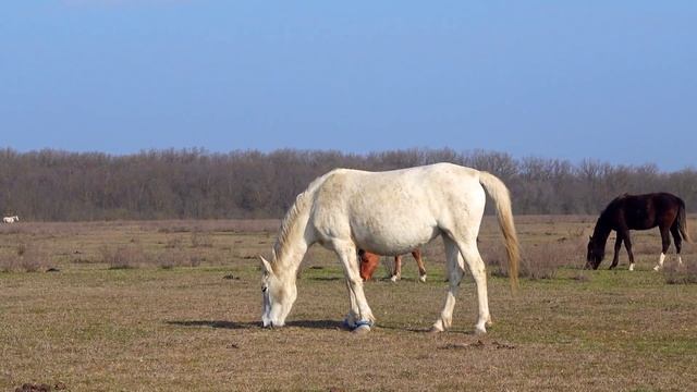 Усадьба белая лошадь последнее видео. Самая худая лошадь в мире. Старая худая лошадь. Жеребец старый Билли. Белый тощий конь.