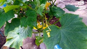 СОДА СПАСЁТ САД И ОГОРОД ОТ ТЛИ И УРОЖАЯ