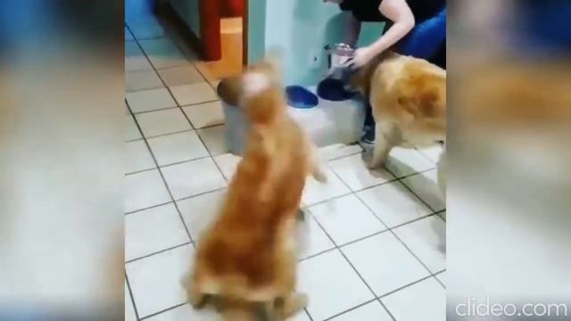 Сборник приколов май 2019 Смешные животные Коты собаки и другие #0013 смотреть онлайн