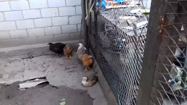 З днем народження Тьома!🎂🎈🎊 Квест знайди подарунок!🎁🎉 смотреть онлайн