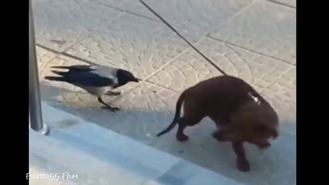 приколы про ВОРОНа смотреть онлайн