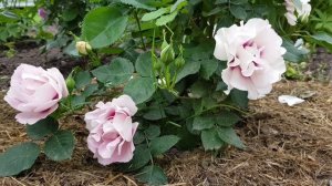 Роза Айс фо ю/Rose Eyes for you в моём саду