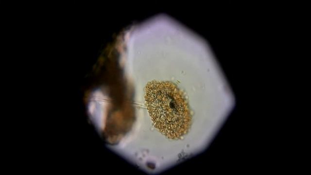 Аспергилл жёлтый (Aspergíllus flavus)